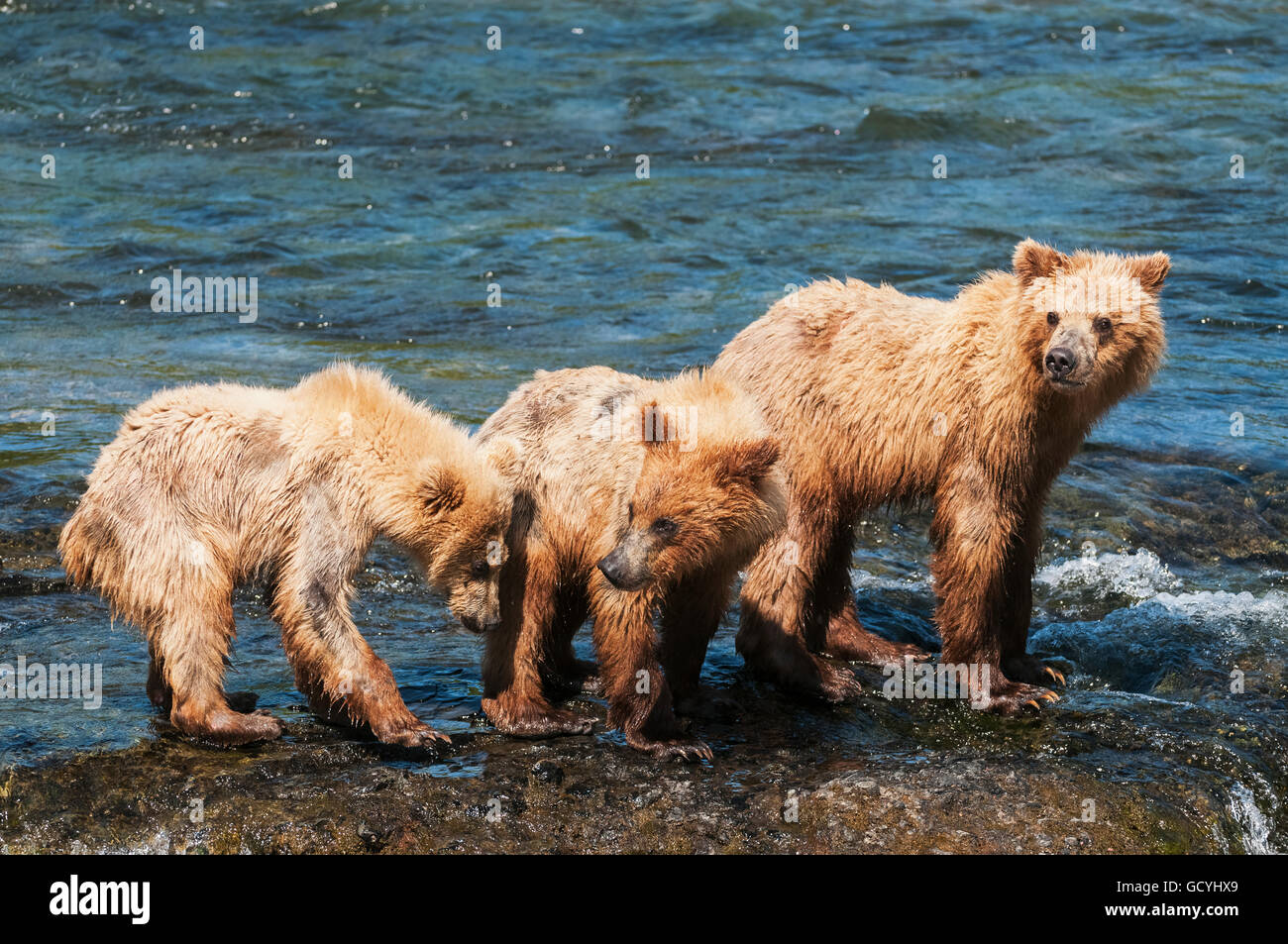 Sow avec petits jouer à Brooks falls, Katmai National Park, sud-ouest de l'Alaska Banque D'Images