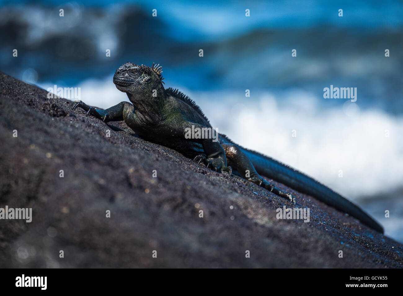 Iguane marin (Amblyrhynchus cristatus) sur un rocher au bord de mer, îles Galapagos, Equateur Banque D'Images