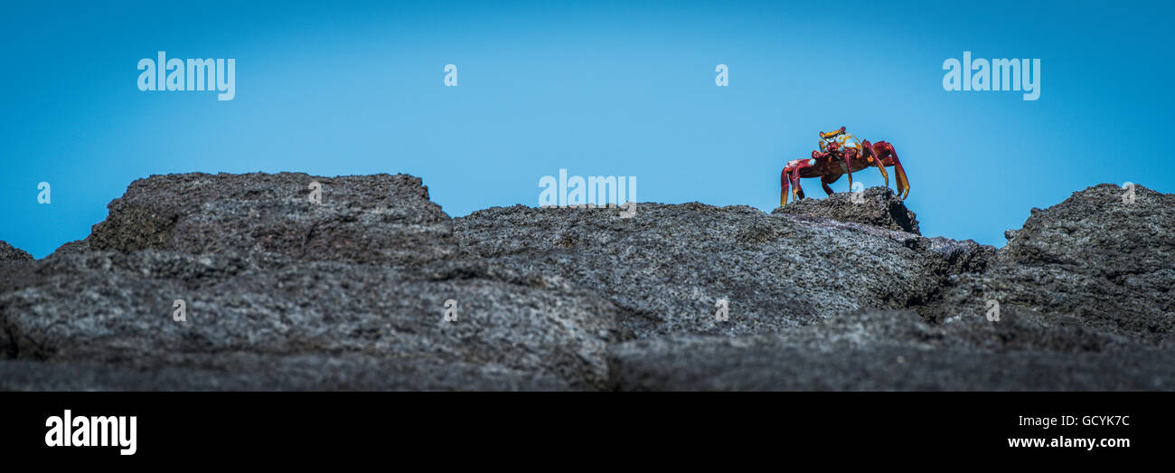 Sally Lightfoot crab (Grapsus grapsus) sur un horizon ; Îles Galapagos, Equateur Banque D'Images