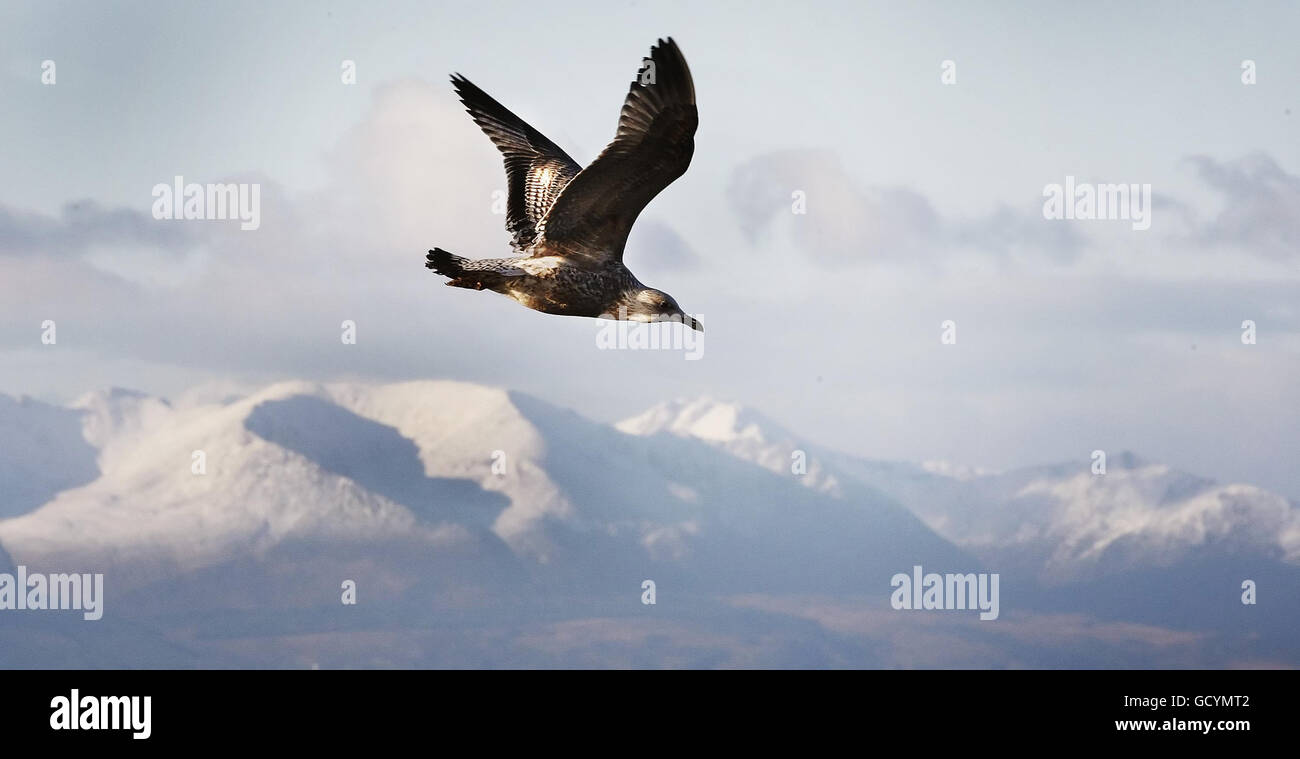 Les sommets de l'île d'Arran offrent une toile de fond à un oiseau. Banque D'Images