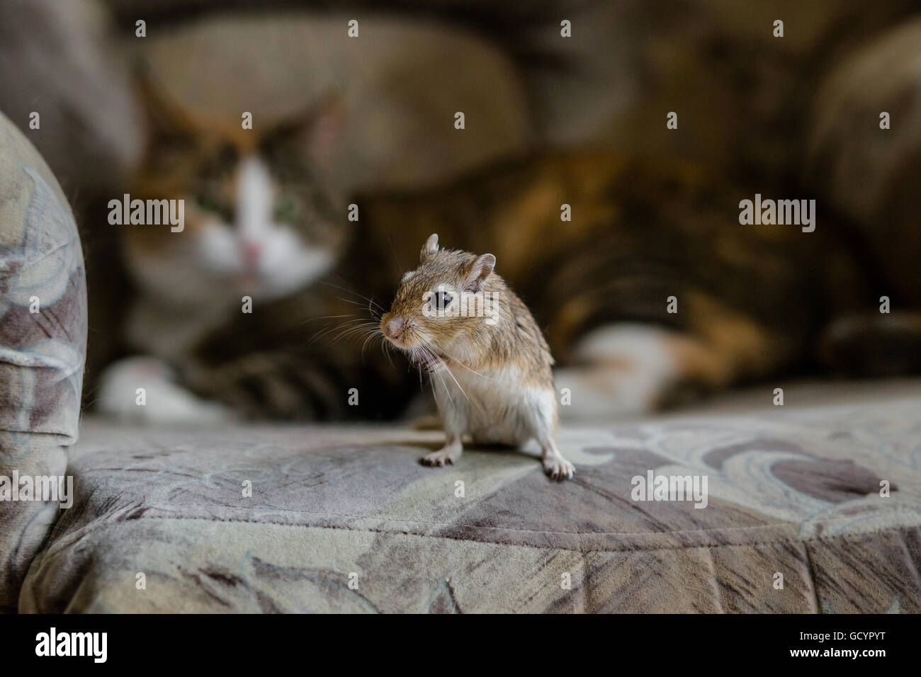 Gerbille peu Chat jouant avec la souris. La lumière naturelle. Banque D'Images