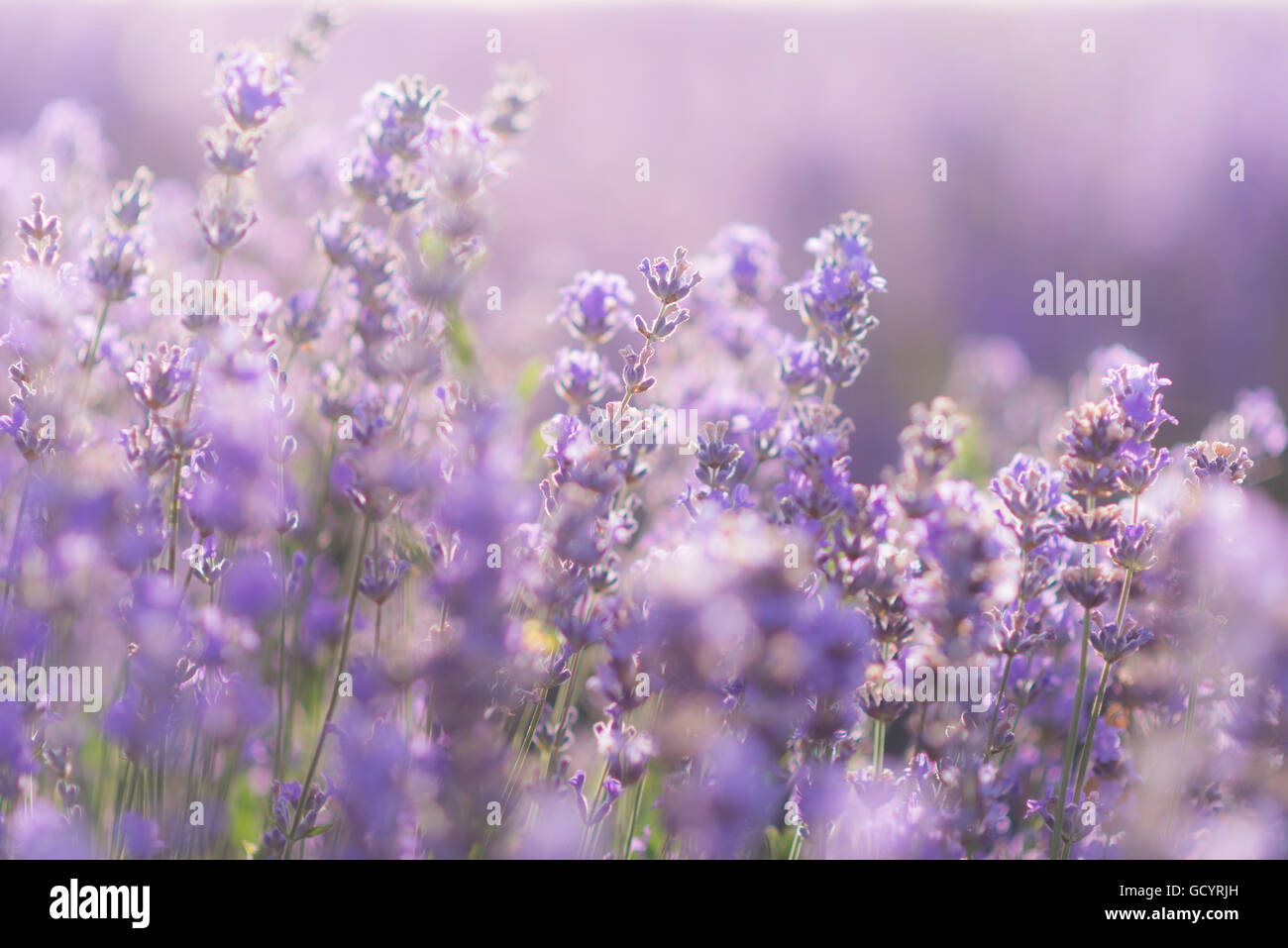 Soft focus fleurs de lavande sous la lumière du lever Banque D'Images