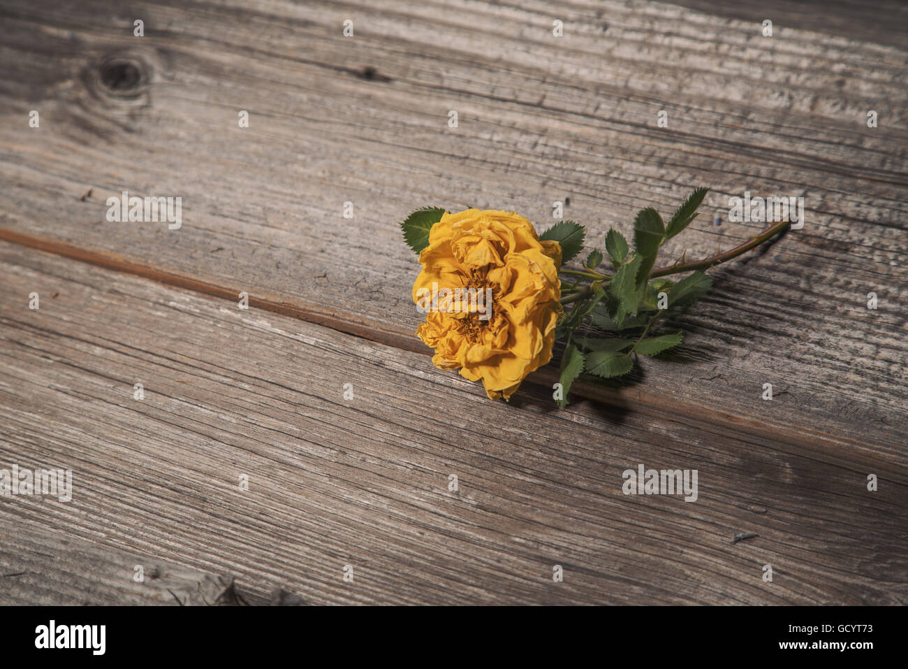 Rose jaune sec sur le vieux fond de bois, élément d'album Banque D'Images