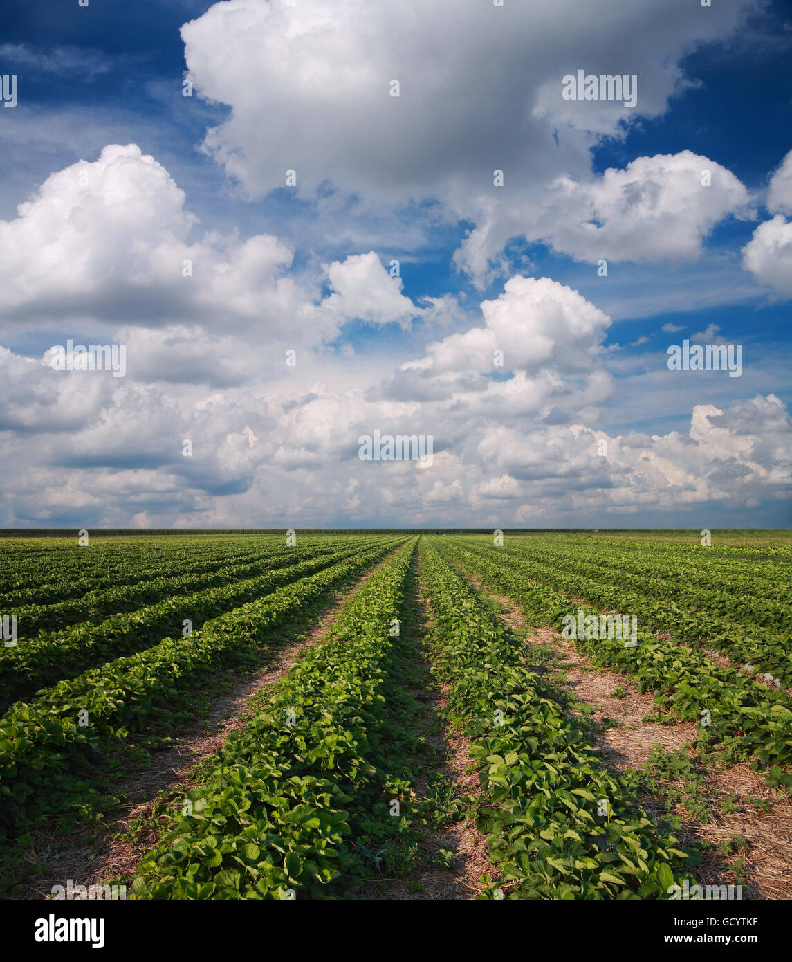 Champ de Fraises contre le ciel avec les nuages. Paysage de l'Agriculture Banque D'Images