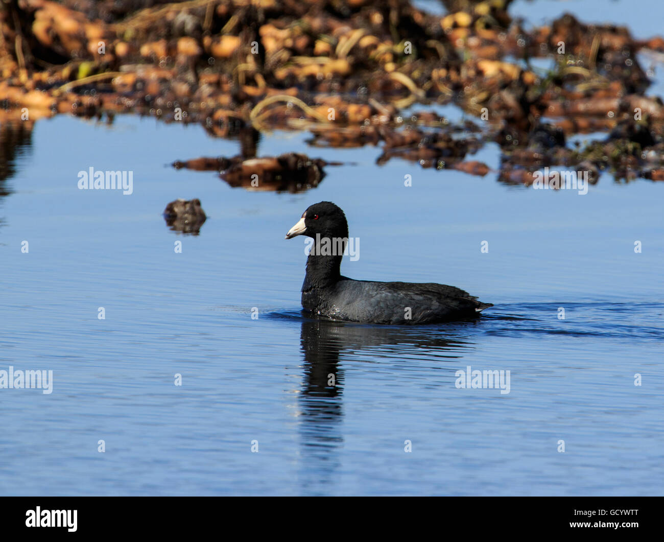 Foulque d'Amérique (Fulica americana) natation Banque D'Images