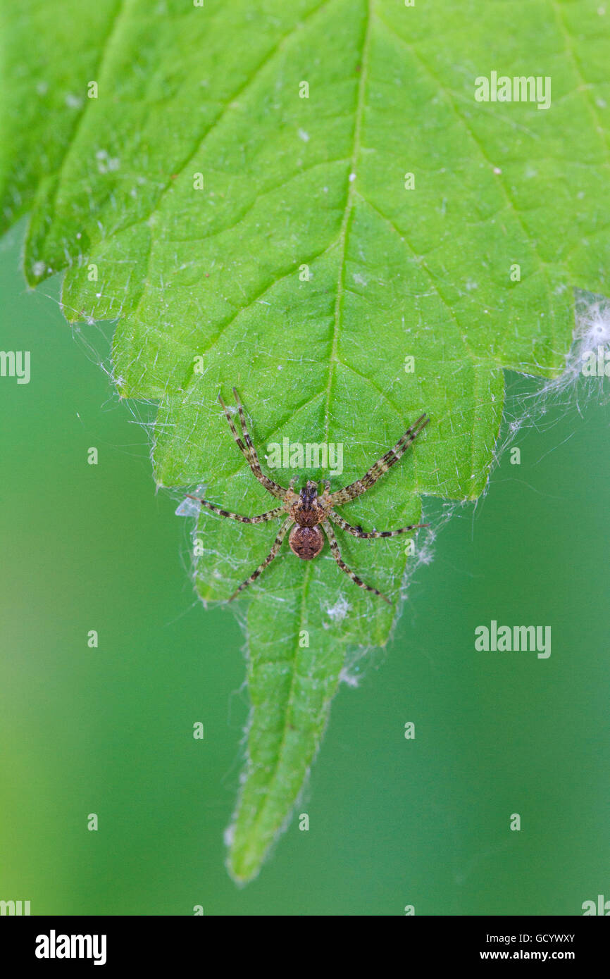 Spider de pêche (Dolomedes sp.) Banque D'Images
