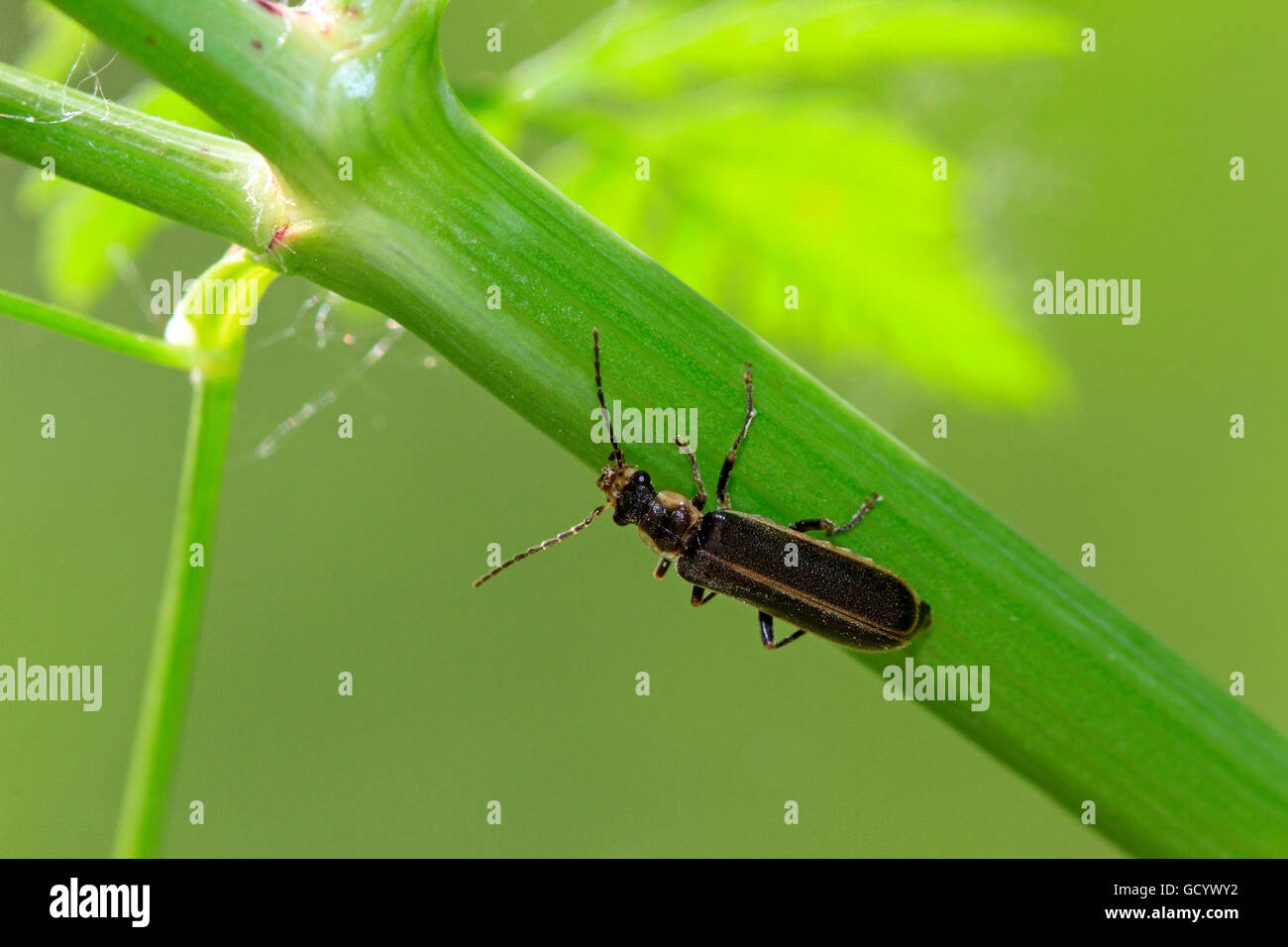 Beetle (Podabrus soldat sp.) Banque D'Images