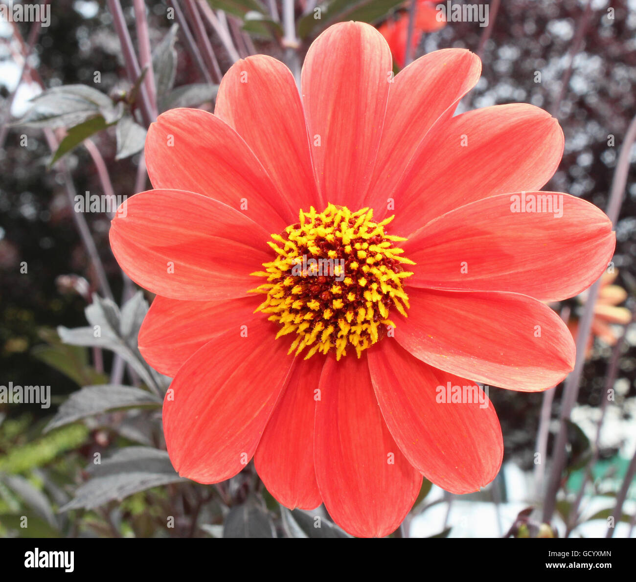 Fleur rouge avec centre jaune et teintes pastel Banque D'Images