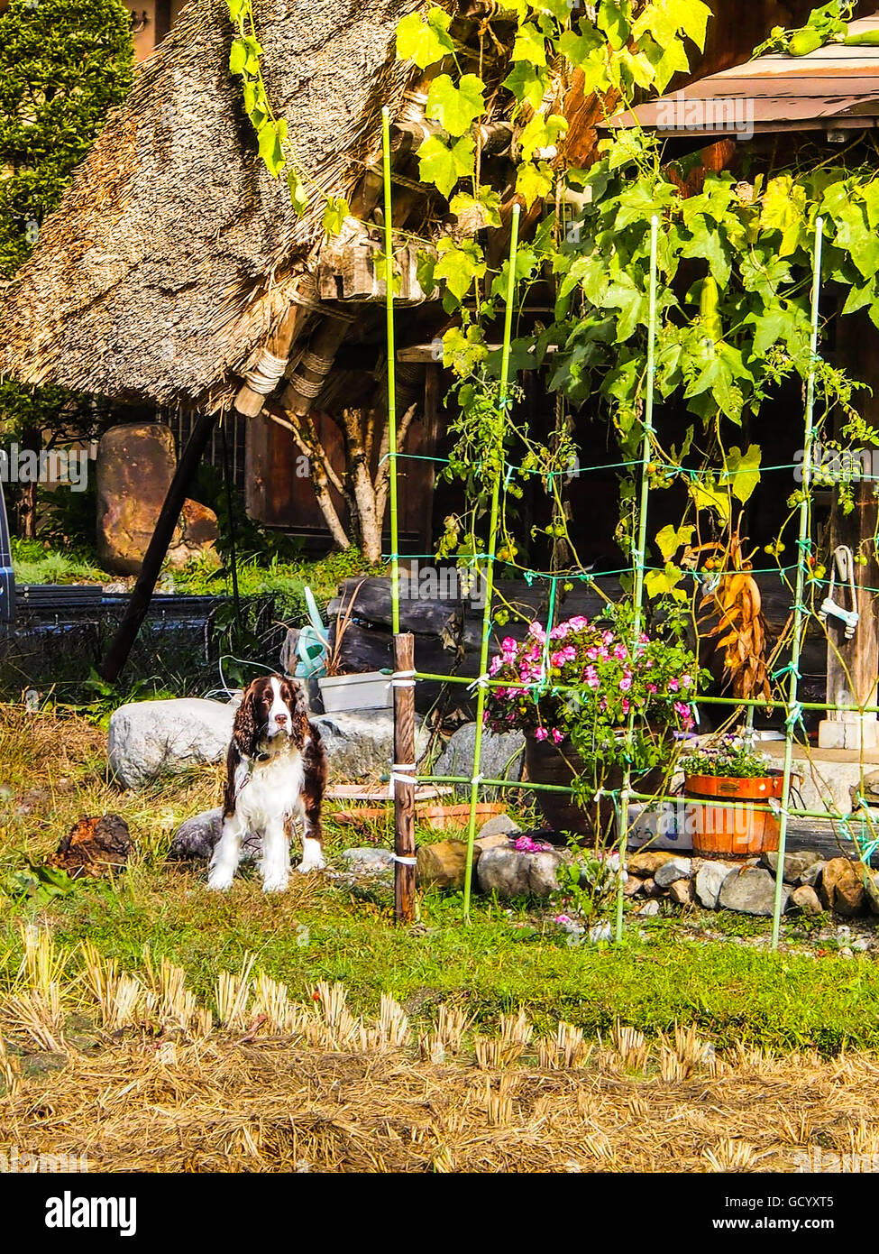 Chien avec la belle nature Banque D'Images