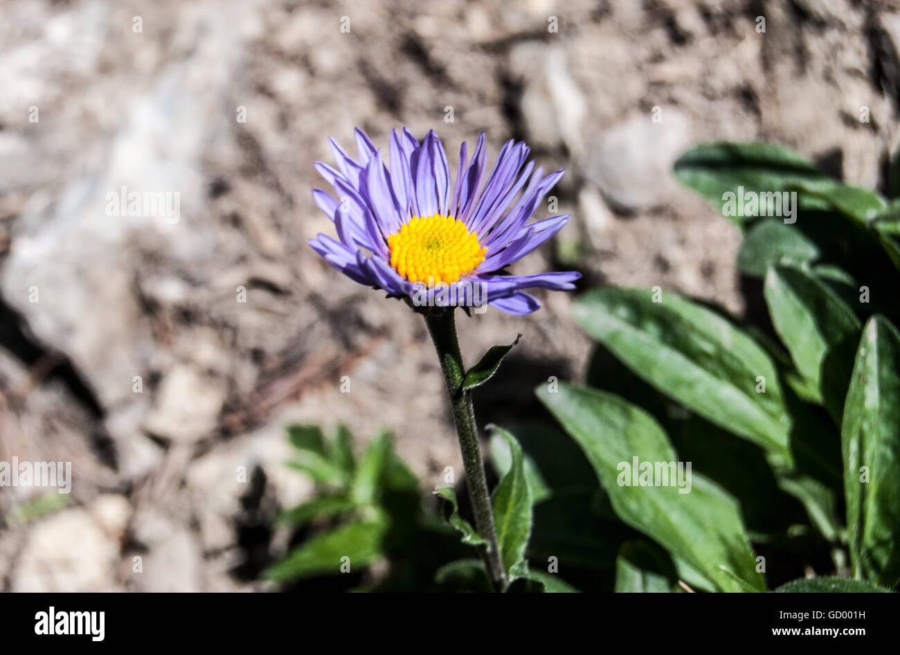 Aster alpinus fleur sur Velky Rozsutec Hill dans les montagnes Mala Fatra Banque D'Images