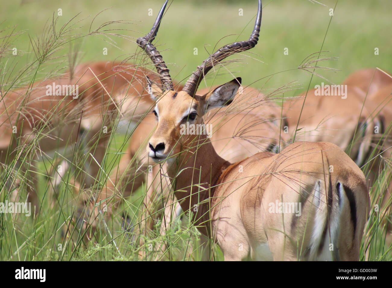 Un mâle impala et son troupeau à Savuti, Botswana Banque D'Images