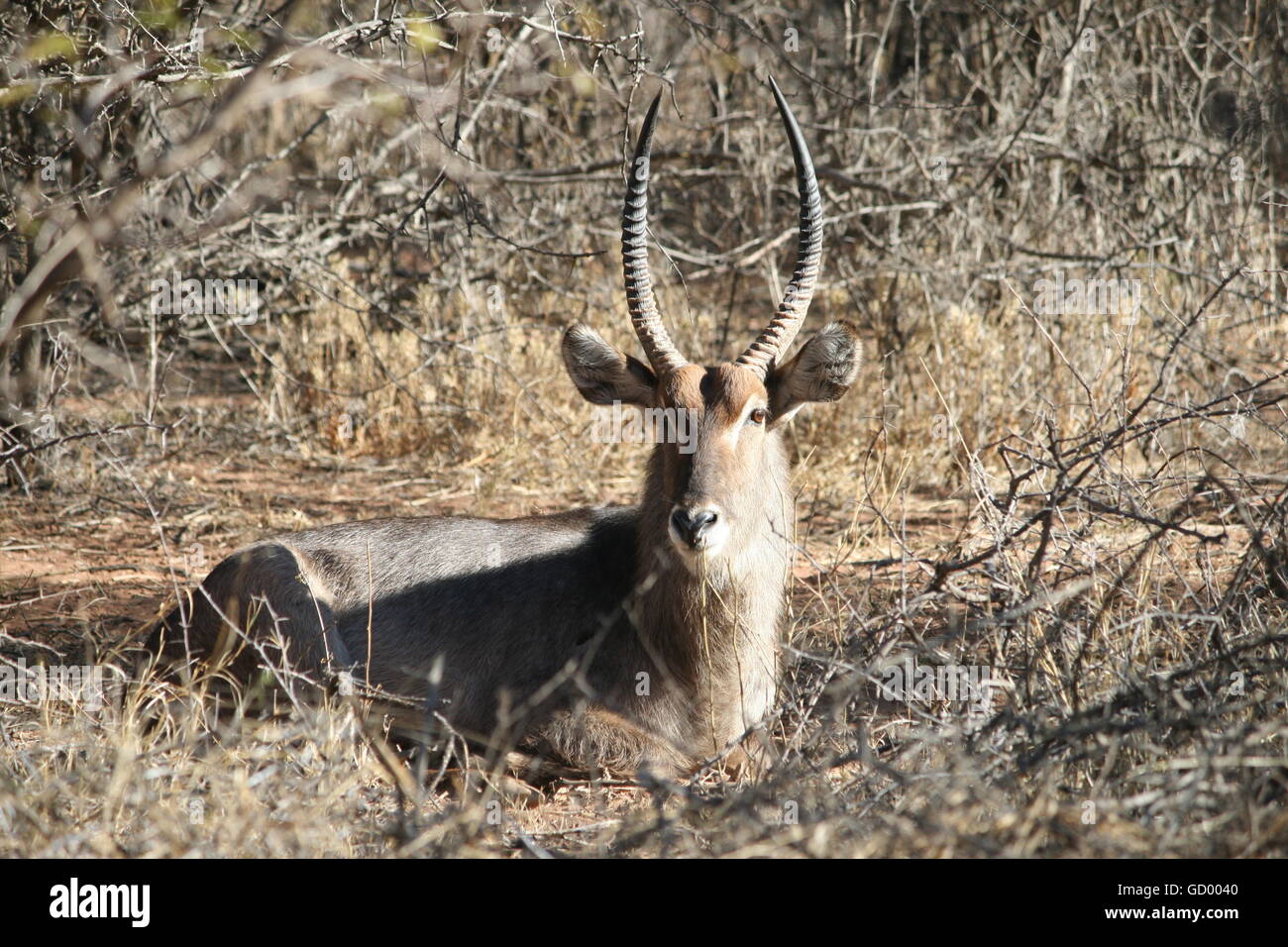 Un waterbuck dans parc national de Marakele en Afrique du Sud Banque D'Images