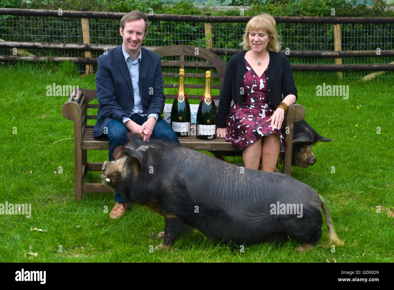 Bollinger Everyman Wodehouse Prize for Fiction comique gagnants Paul Murray et Hannah Rothschild avec les porcs à petites races Farm Park et centre d'Owl, Kington, Hereford, Herefordshire HR5 3HF Banque D'Images