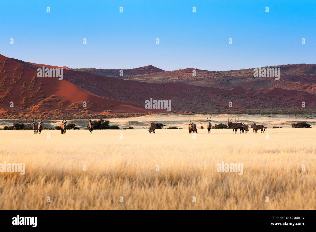 Troupeau d'Oryx à Sossusvlei, Namibie Banque D'Images Troupeau d'Oryx à Sossusvlei, Namibie Banque D'Images