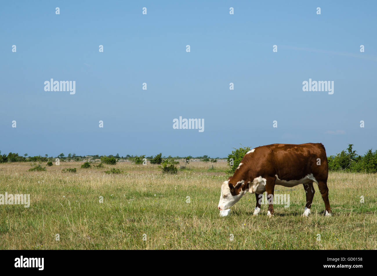 Lèche de vache sur un bloc de sel dans une plaine verte de pâturage à l'île de Oland en Suède Banque D'Images