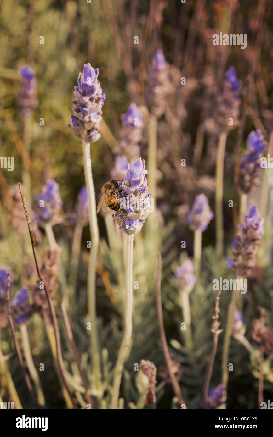 Dans l'Abeille sur des fleurs de lavande , champ nature vintage paysage et environnement flou l'arrière-plan. Banque D'Images