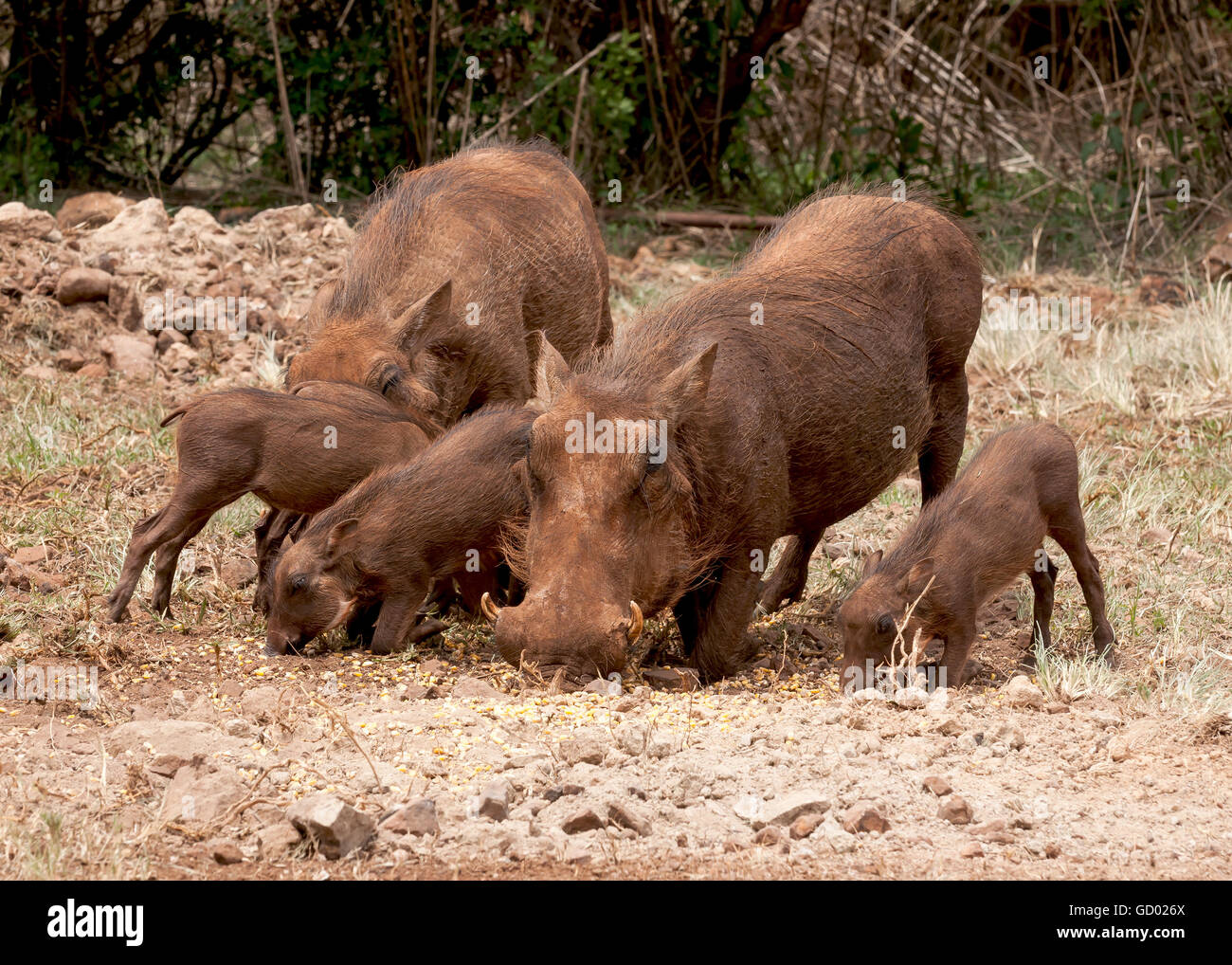 Famille de phacochères en quête de nourriture en réserve naturelle Banque D'Images