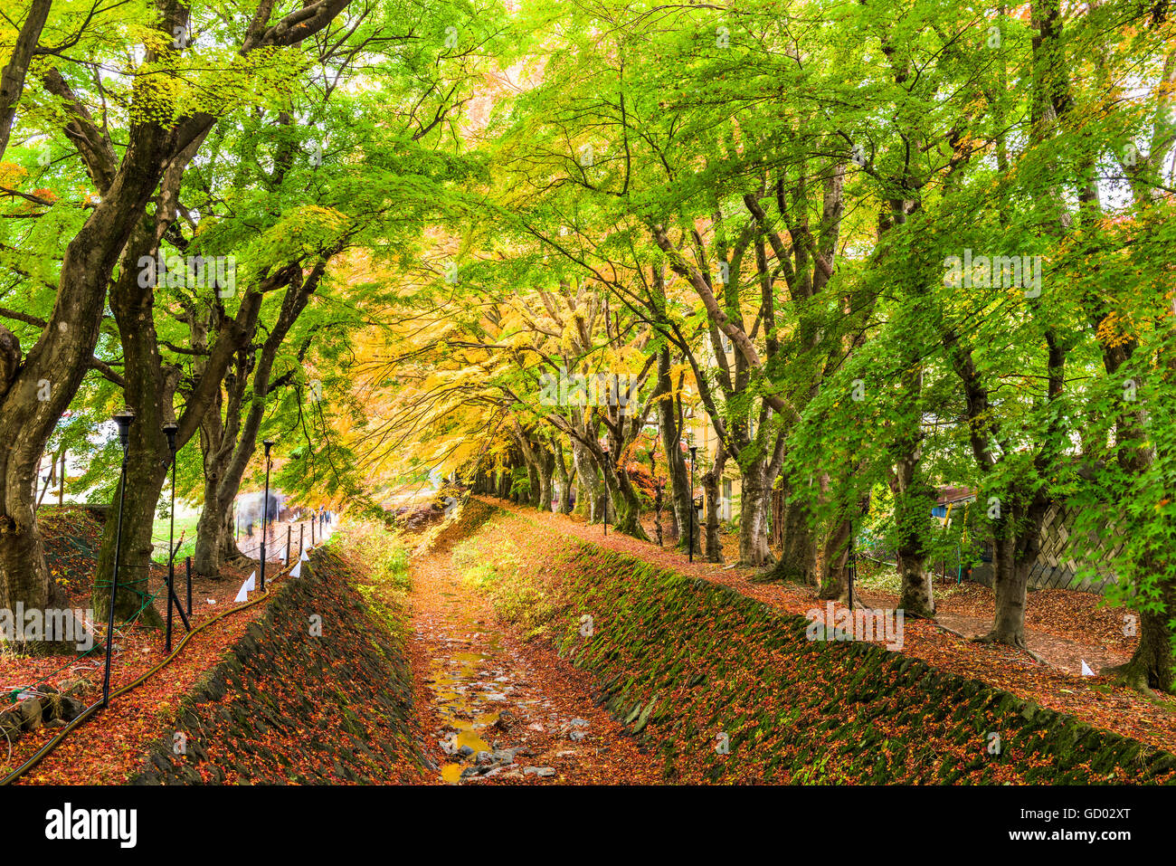 Corridor de l'érable près du lac Kawaguchi, le Japon au cours de l'automne. Banque D'Images