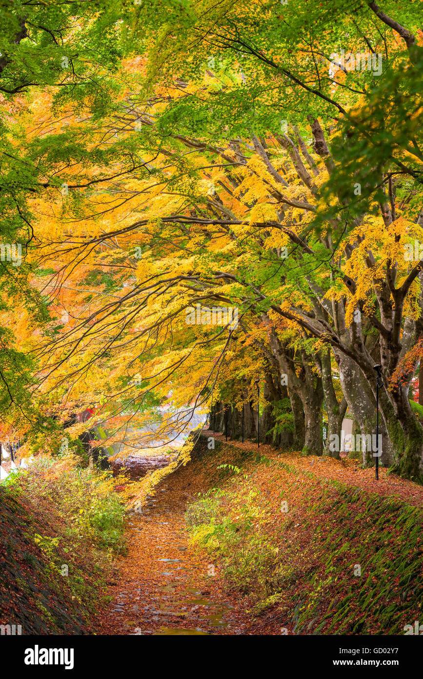 Corridor de l'érable près du lac Kawaguchi, le Japon au cours de l'automne. Banque D'Images