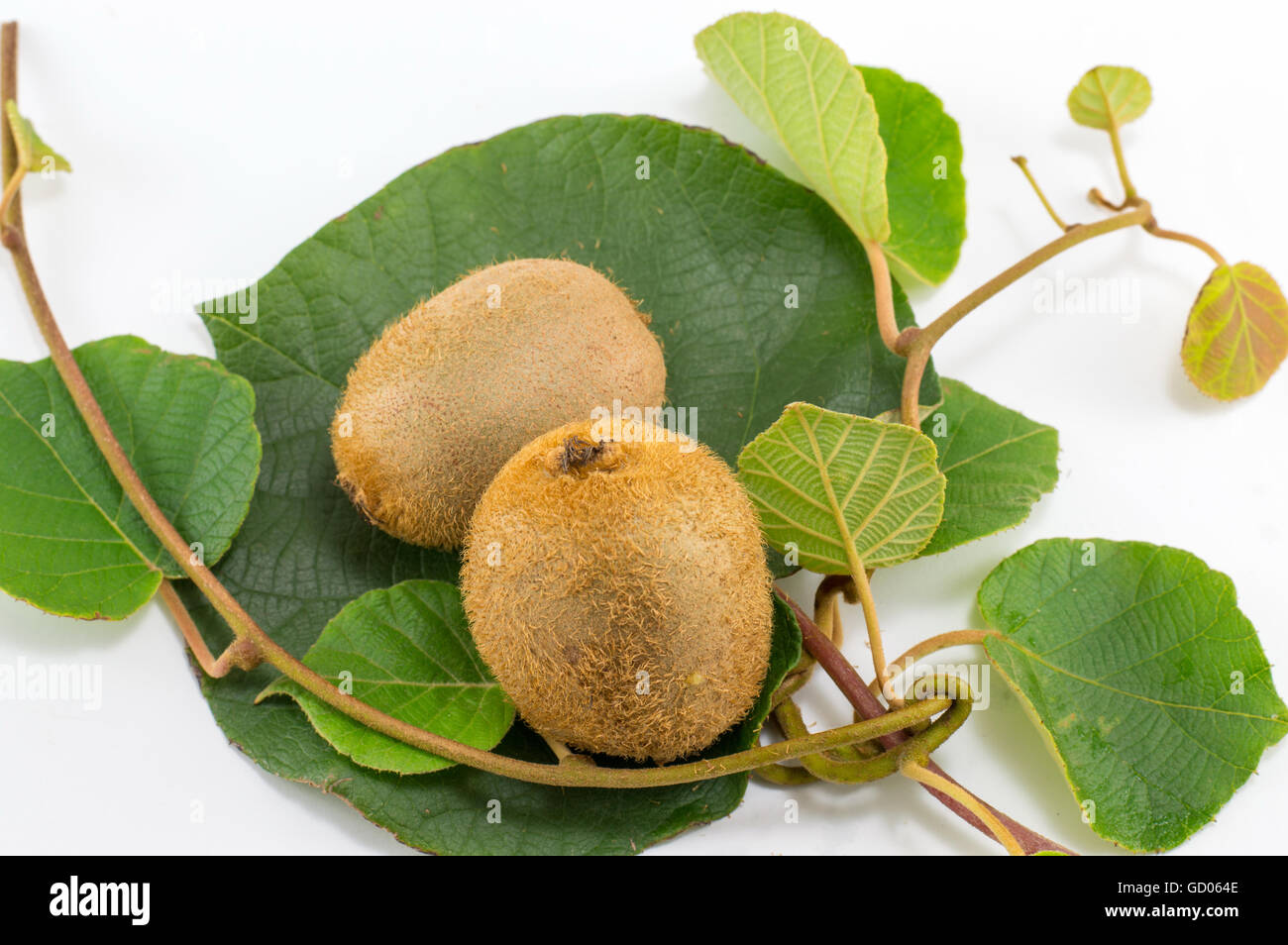 Kiwi fraîchement cueillies avec branche et feuilles sur fond blanc Banque D'Images