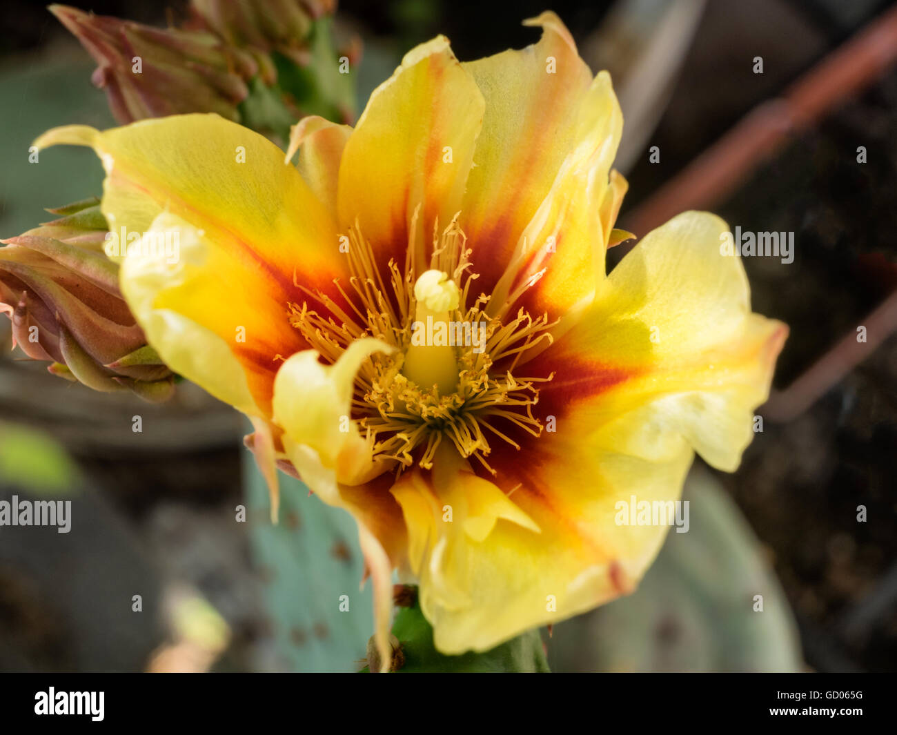 Fleur de cactus Opuntia jaune clair Banque D'Images