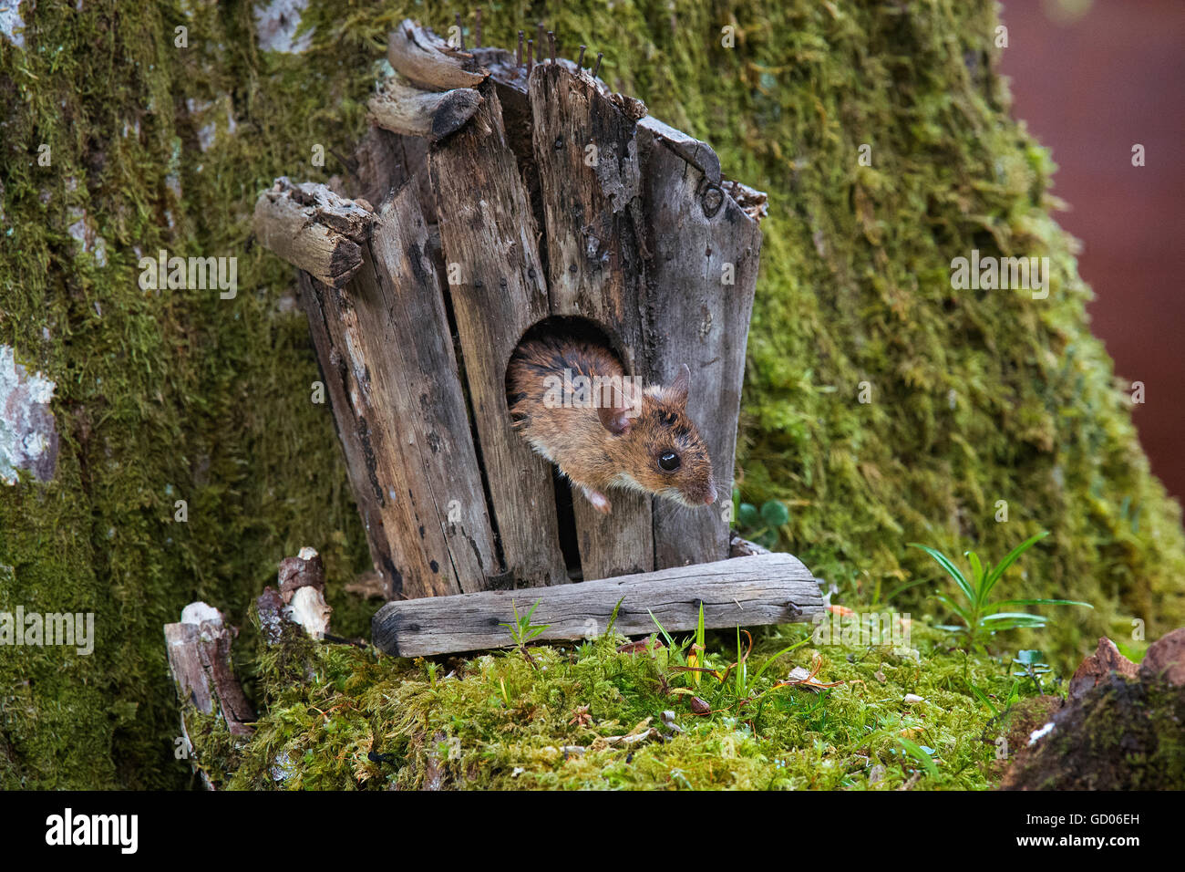 Souris en bois européen, Apodemus sylvaticus, sortant de vieille maison d'oiseau, le Loch Lomond, Ecosse Banque D'Images