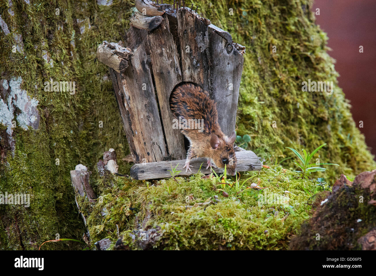 Souris en bois européen, Apodemus sylvaticus, sortant de vieille maison d'oiseau, le Loch Lomond, Ecosse Banque D'Images