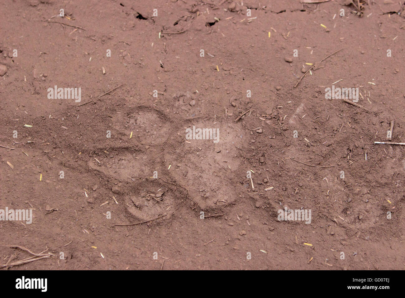 Le pugmark d'un tigre mâle de Dandeli Sanctuaire de la vie sauvage , Western Ghats crée l'attente de voir le roi . Banque D'Images