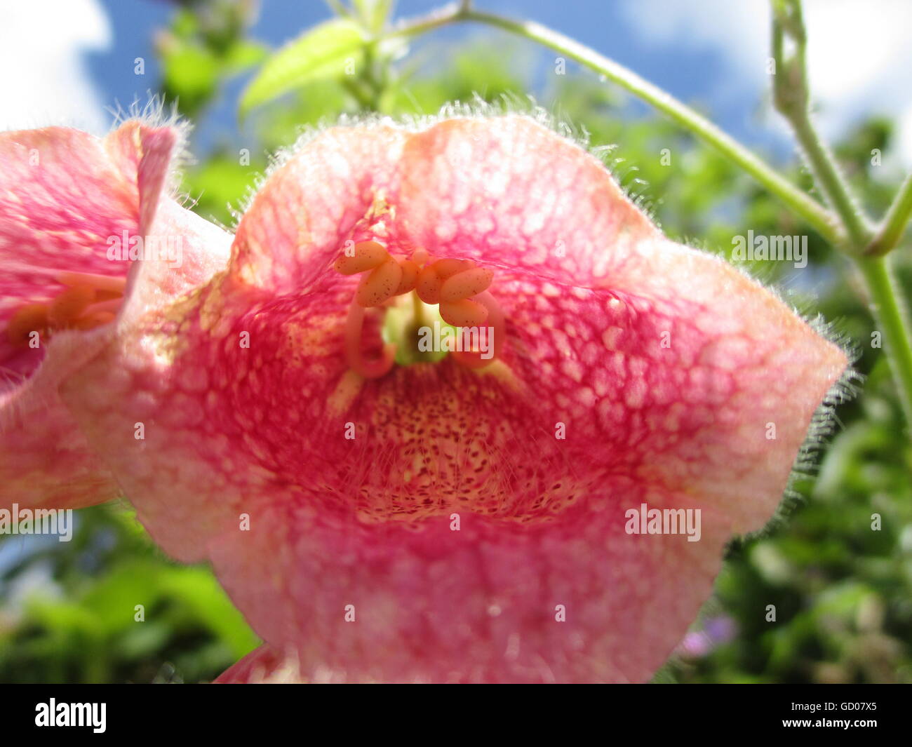 Close up of a Pink Foxglove Banque D'Images