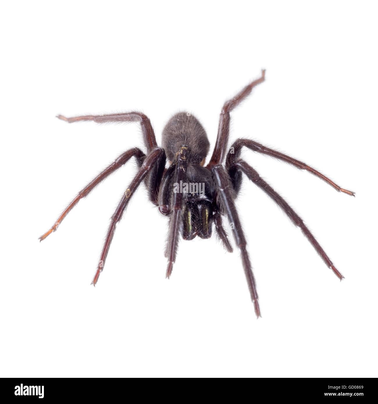 Très sombre et poilu. Les morsures. Segestria florentina spider web sur blanc. Banque D'Images