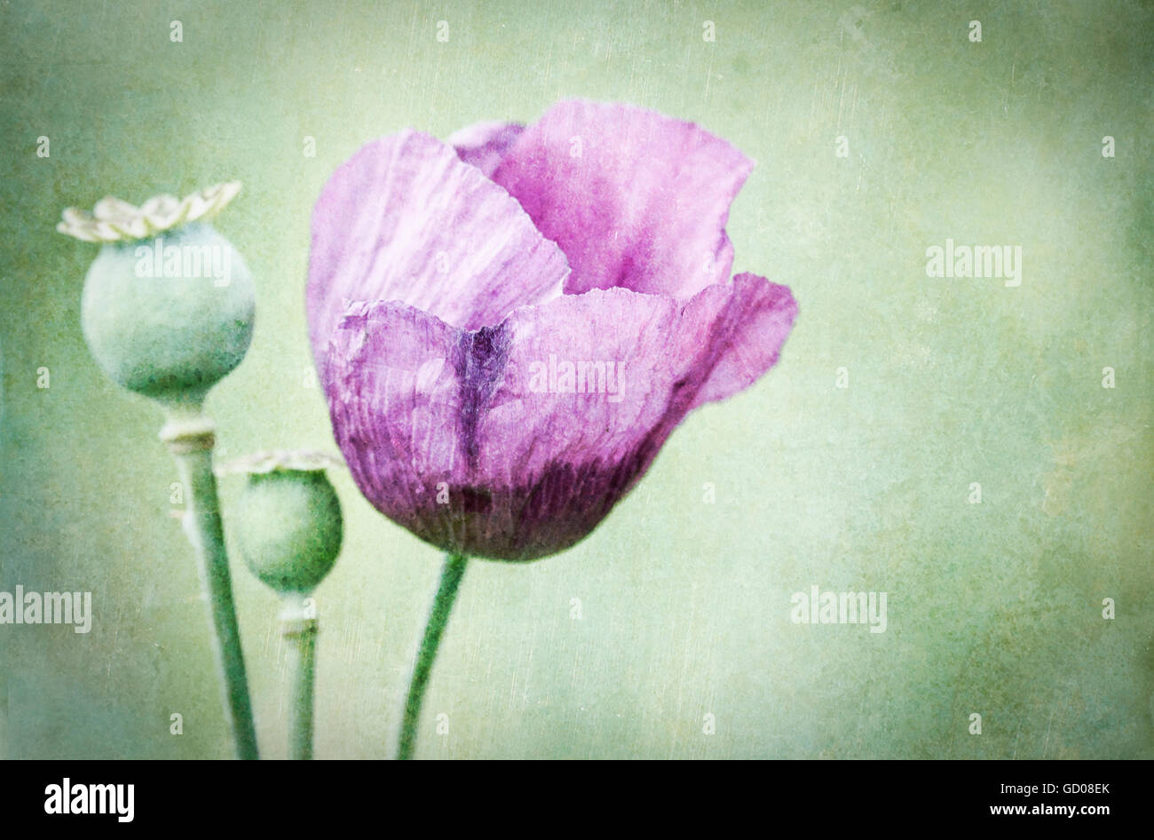Image manipulée numériquement d'une fleur de pavot violet et têtes de graine en photo sur un fond pastel vert Banque D'Images