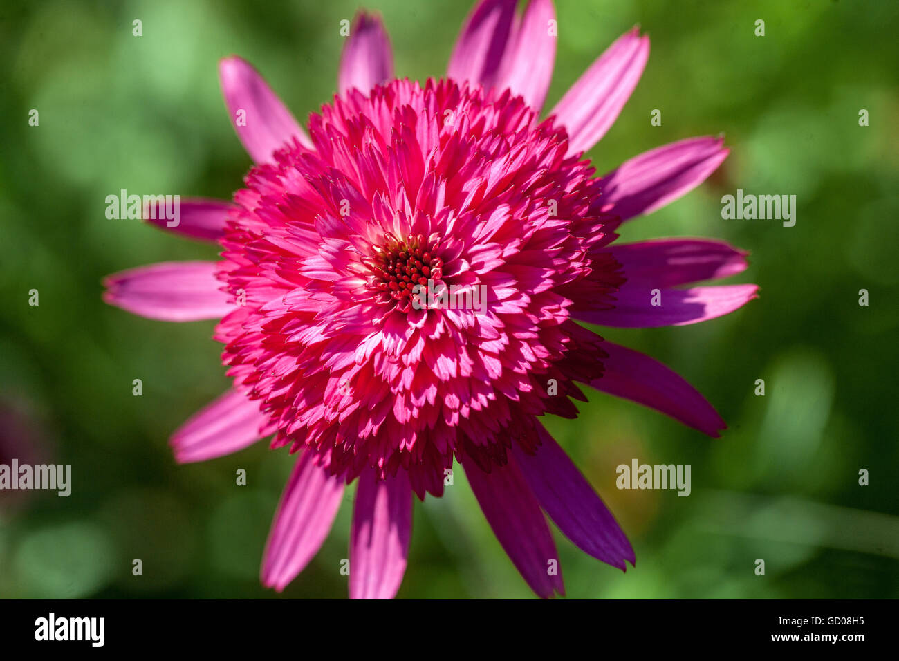 Echinacea purpurea 'Southern Belle' Banque D'Images