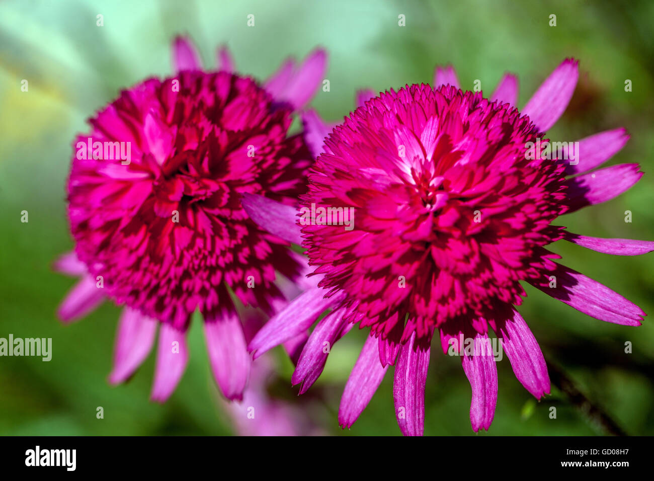Echinacea purpurea 'Southern Belle' Banque D'Images