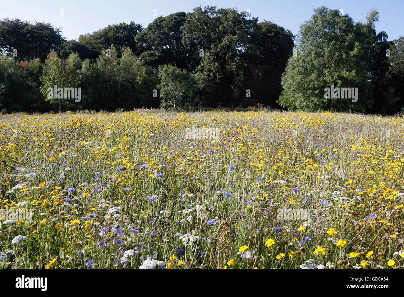 Prairie de fleurs sauvages, réserve naturelle à Beauchief, Sheffield Angleterre biodiversité du Royaume-Uni Banque D'Images