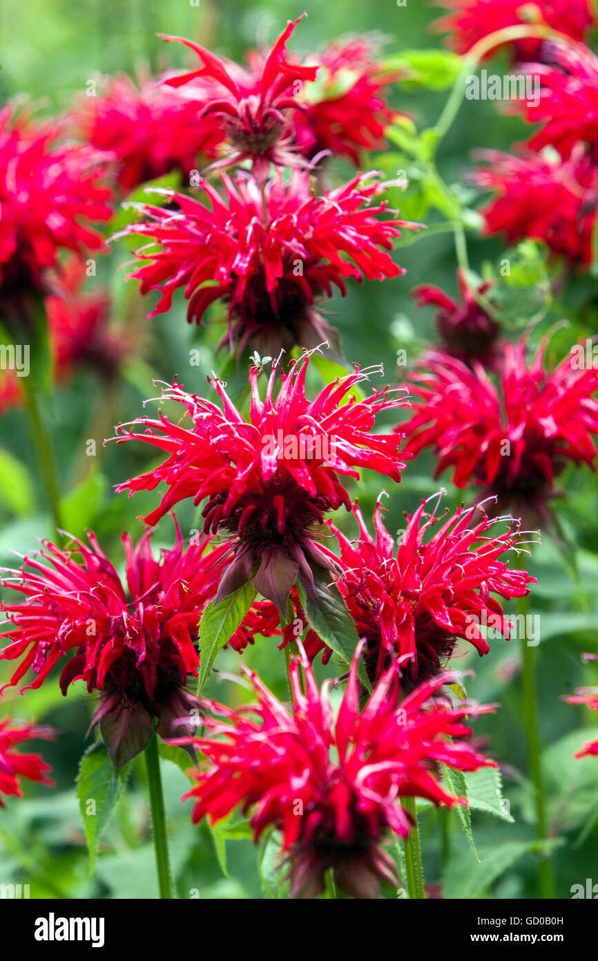 Monarda fleurs rouges 'Gardenview Scarlet', baume d'abeille, horsemint, thé oswego ou bergamote Banque D'Images
