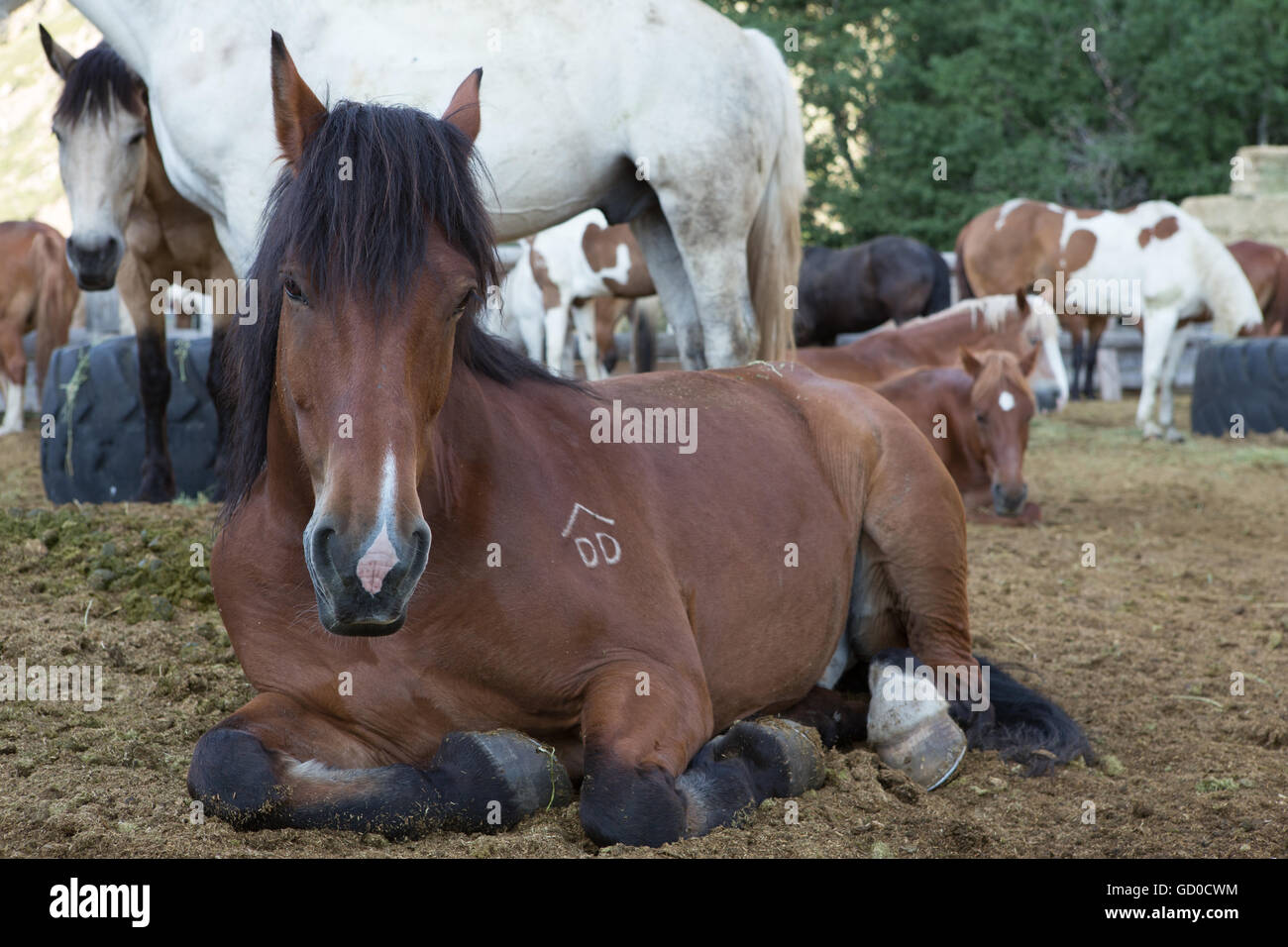 Chevaux couchés dans le début de la lumière du matin à la frontière Pack Station sur le lac juin boucle dans l'Est de la Sierra Montagnes Banque D'Images