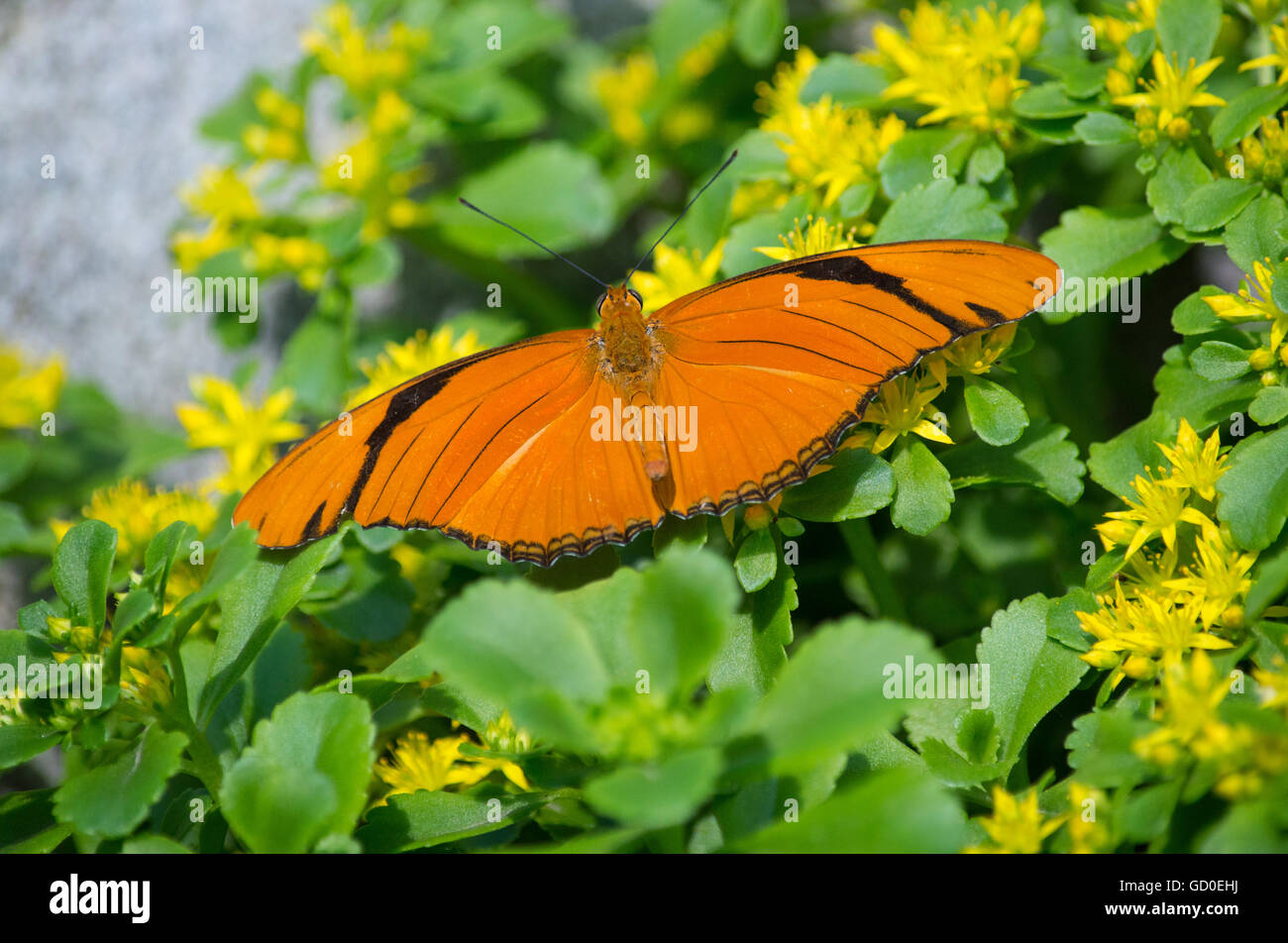 Julia Butterfly (Dryas iulia) Banque D'Images