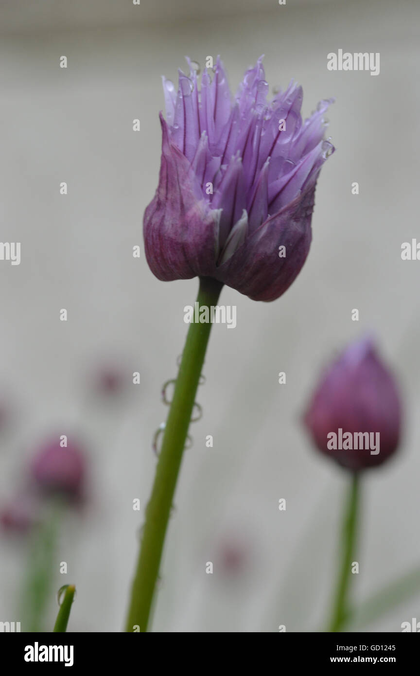 Rosée sur une seule fleur de ciboulette (Allium schoenoprasum) Banque D'Images