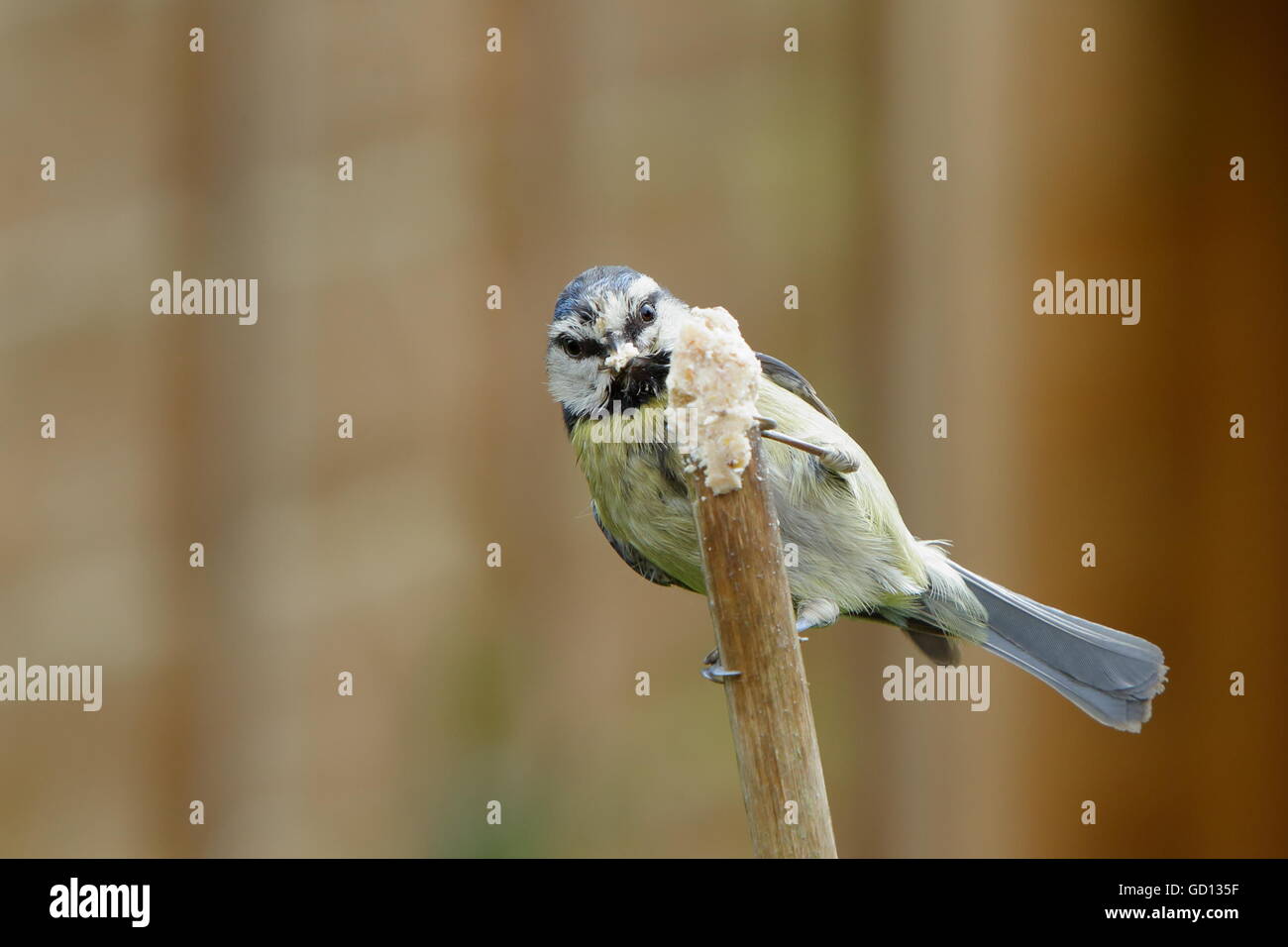 La mésange bleue (Cyanistes caeruleus) perché sur un bloc de suif manger canne jardin Banque D'Images