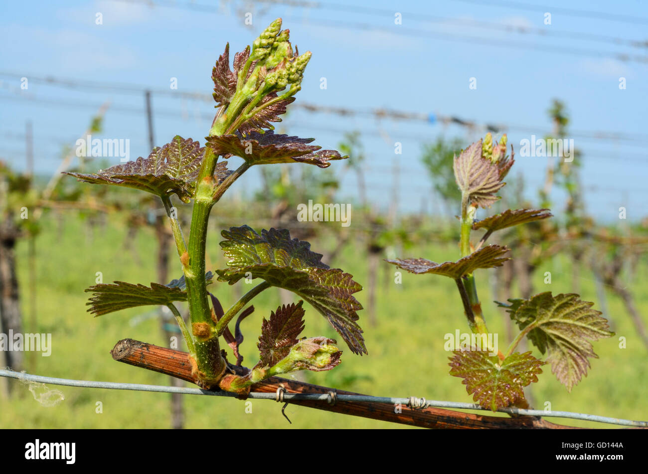 Purbach am Neusiedler See : sprouting vines de vigne, vignoble, l'Autriche, Burgenland, Banque D'Images