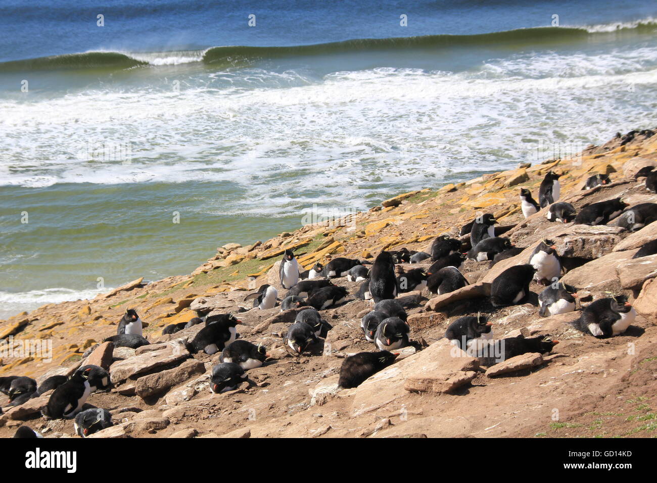 Colonie de manchots gorfous sauteurs, Îles Falkland Banque D'Images