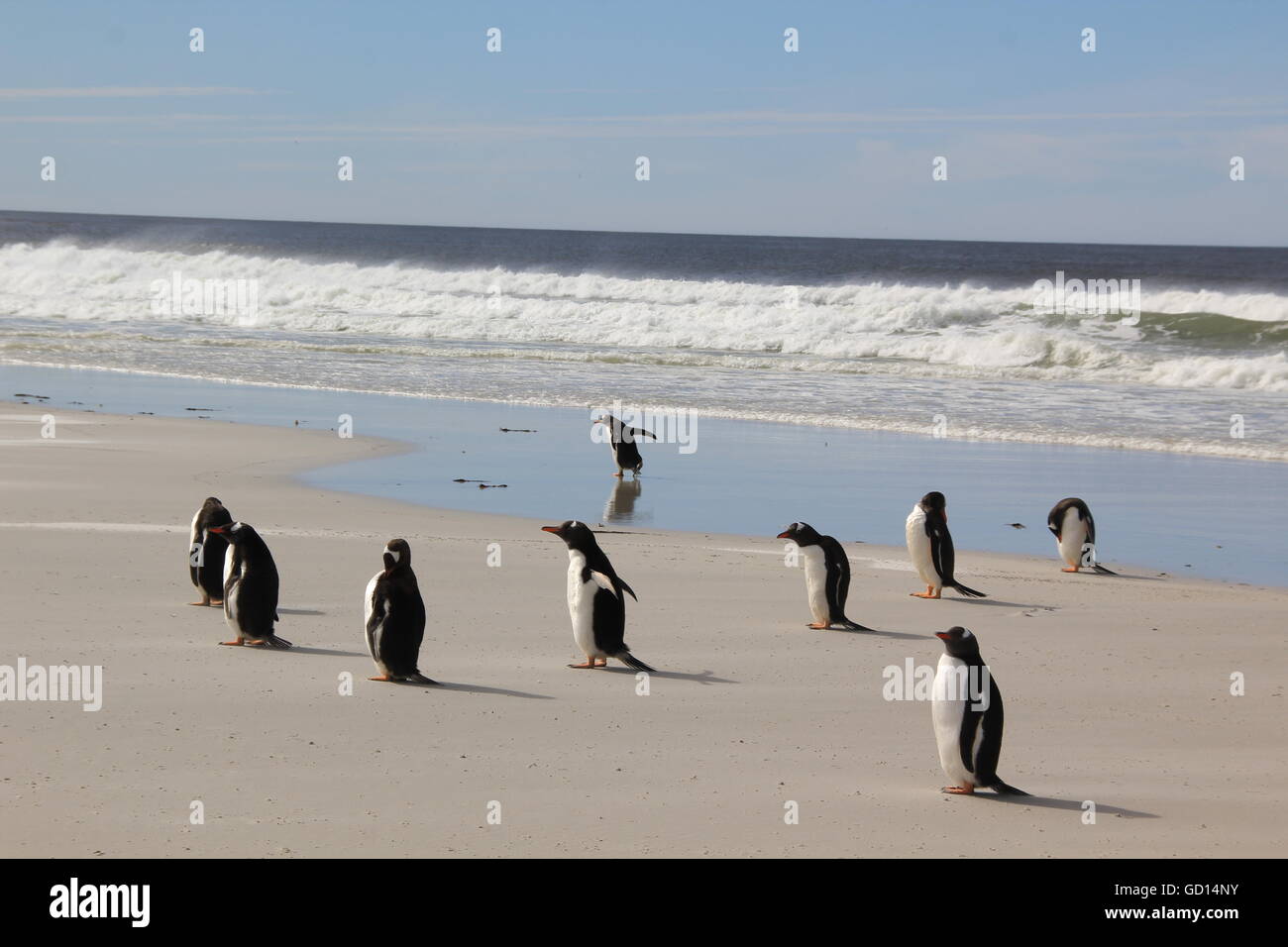 Manchots sur la plage Banque de photographies et d’images à haute