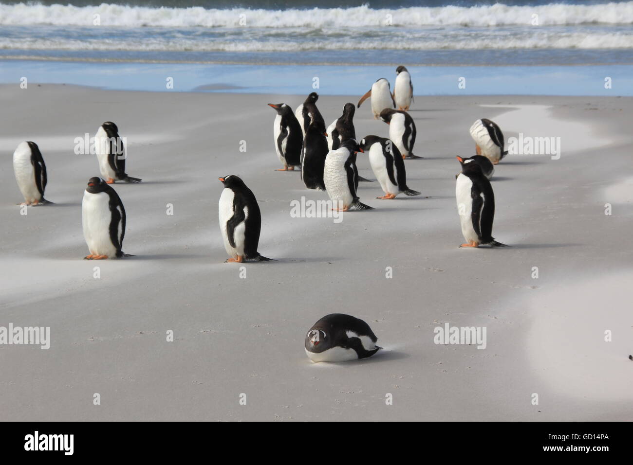 Manchots sur la plage Banque de photographies et d’images à haute