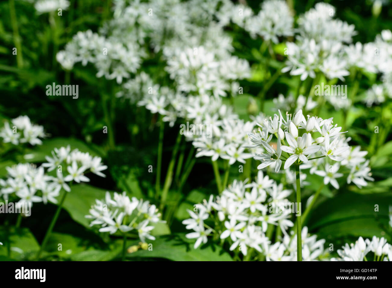 Nationalpark Donauauen, le Parc National Danube-Auen : Allium ursinum ail sauvage ( ) dans la plaine du Danube, Aust Banque D'Images