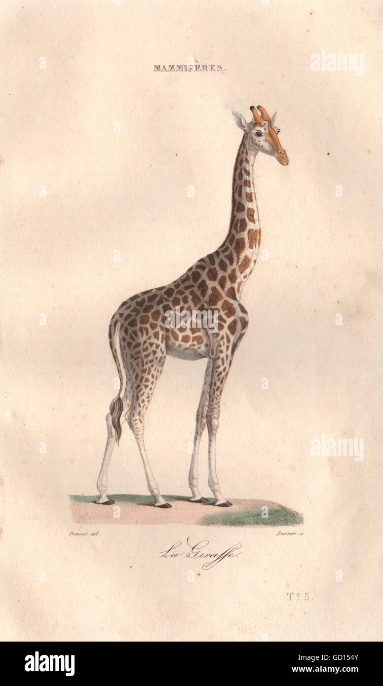 Mammifères : la girafe. BUFFON, antique print 1837 Banque D'Images