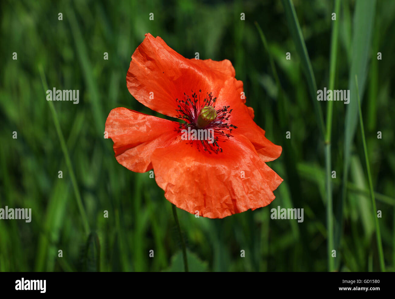 Ouvrir un coquelicot Papaver fleurs en été meadow sur fond d'herbe verte Banque D'Images