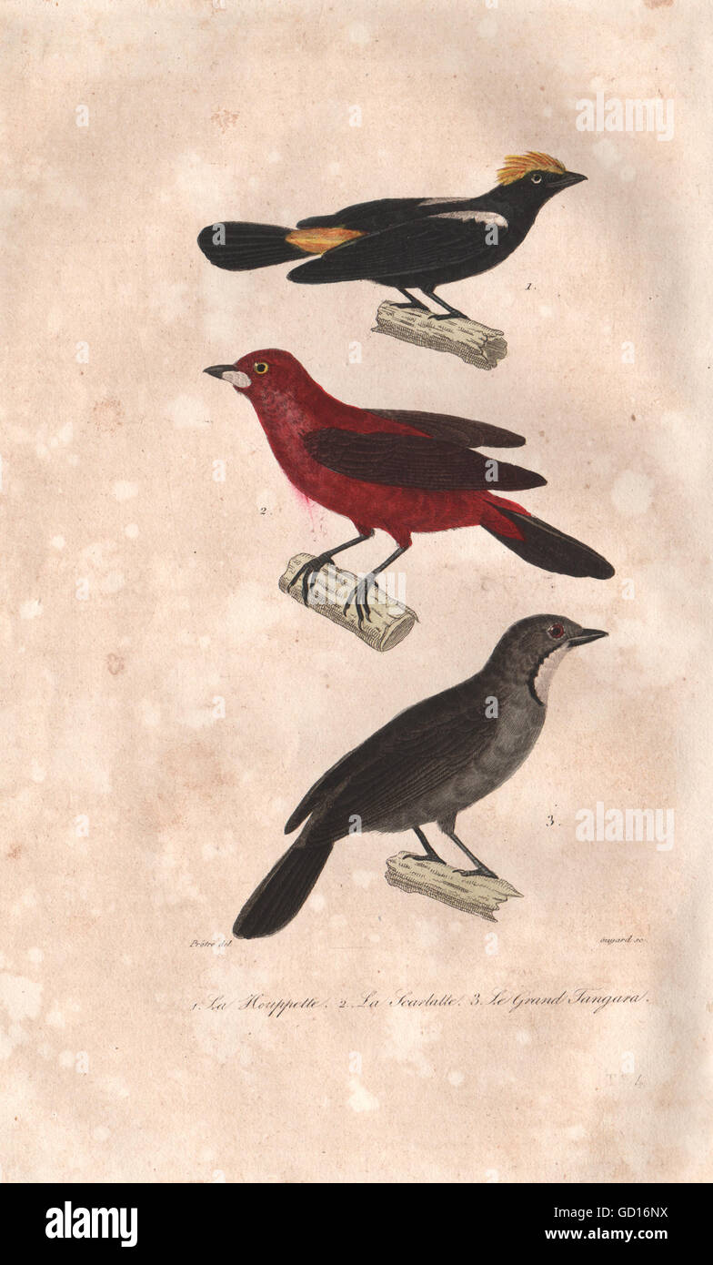 Les oiseaux : Outarde Barbue ; Tangara écarlate ; Grands Tanager. Tangara. Houpette. BUFFON, 1837 Banque D'Images