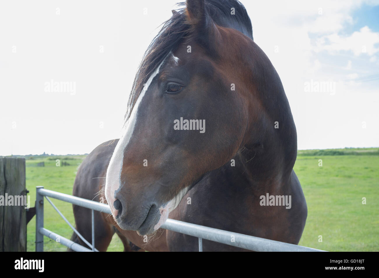 Un beau cheval brun avec un flash blanc dans un pâturage pâturage Banque D'Images