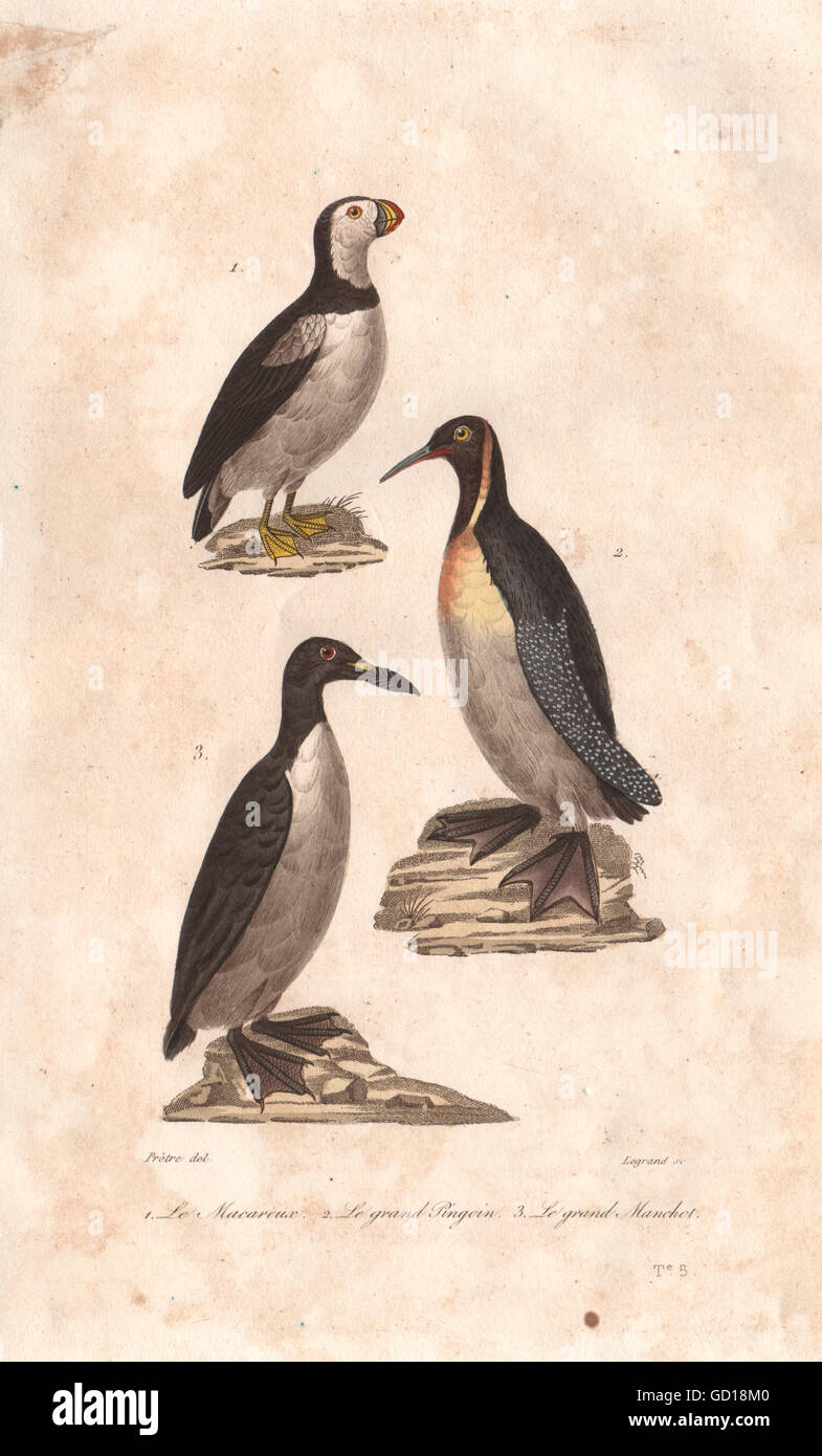 Les oiseaux de mer : Macareux Macareux();Pingoin;Grand Manchot (Manchot Empereur). BUFFON 1837 Banque D'Images