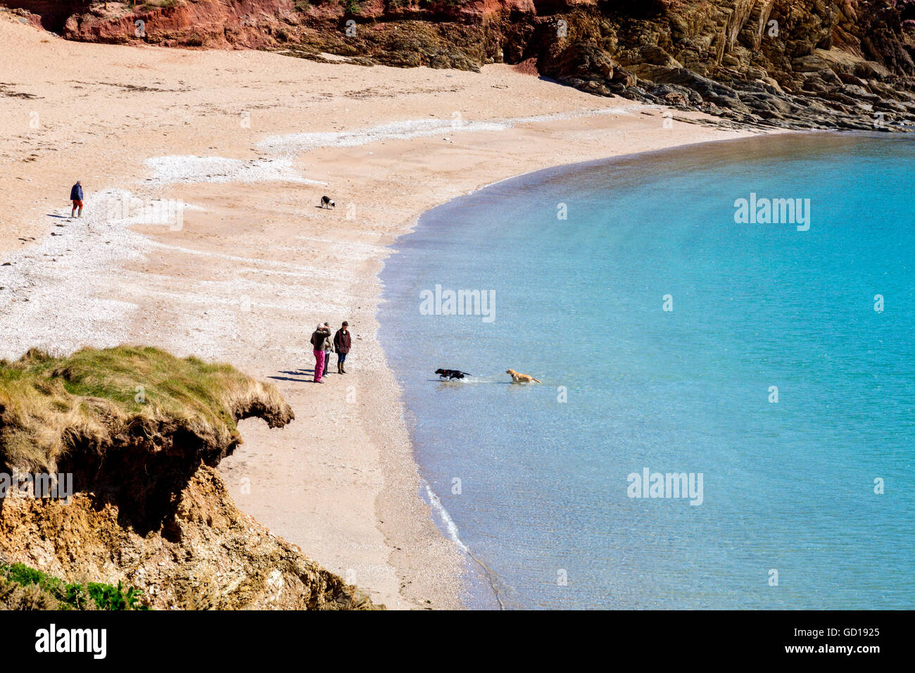 Les propriétaires de chiens chiens Labrador leur donnant une chance de profiter de la mer à pied Leas Sands, Devon, England, UK Banque D'Images